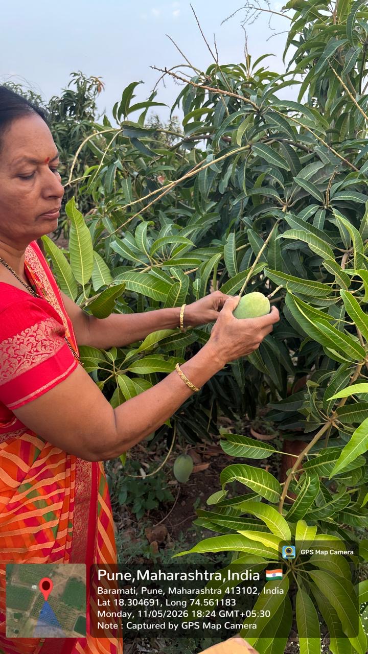 Seasonal Mango Selection